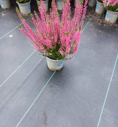 Calluna vulgaris 'Beauty ladies Steffi' - Struikheide