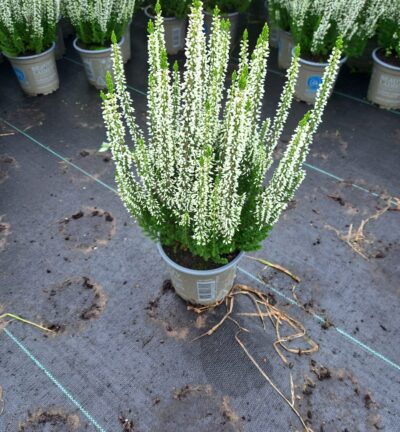 Calluna vulgaris 'Beauty ladies Verenka' - Struikheide