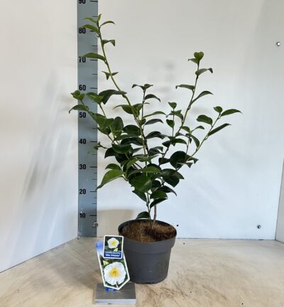 Camellia japonica 'Alba Simplex' - Camelia