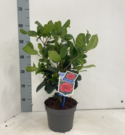 Camellia japonica 'Curly Lady' - Camelia