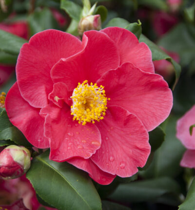 Camellia japonica 'Dr King' - Camelia