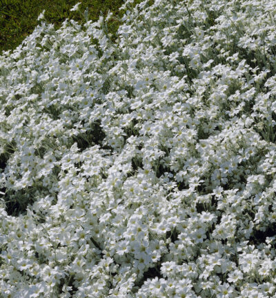 Cerastium tomentosum - Viltige hoornbloem