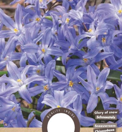 Chionodoxa luciliae - set van 30 bloembollen