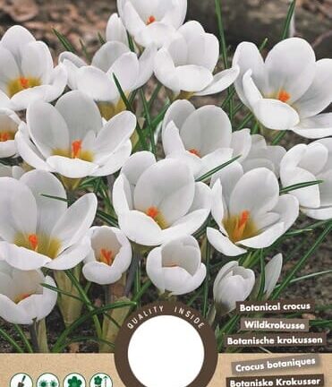 Krokus botanisch Ard Schenk - Set mit 20 Blumenzwiebeln