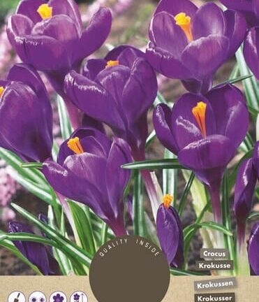 Crocus vernus Blumenkatalog - Set mit 10 Blumenzwiebeln