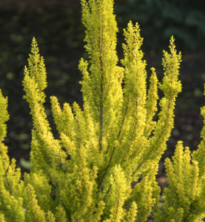 Erica arborea 'Estrella Gold' - Winterheide