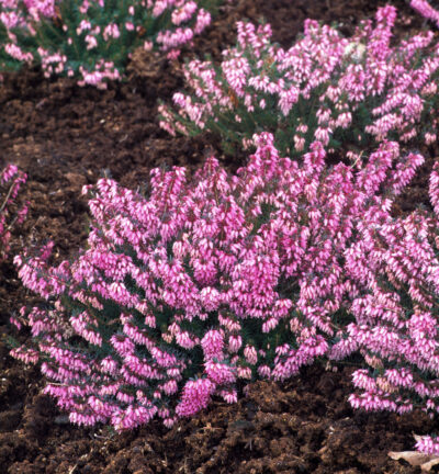 Erica carn. 'Winter ladies Rosa' - Roze winterheide