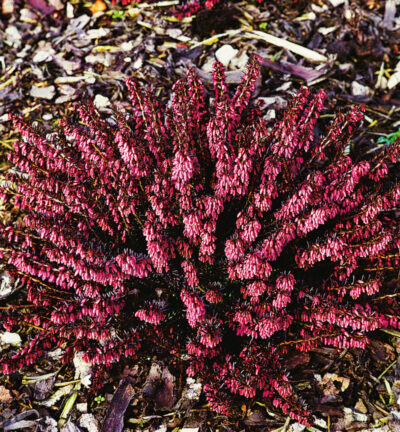 Erica carn. 'Winter ladies Rot' - Rode winterheide