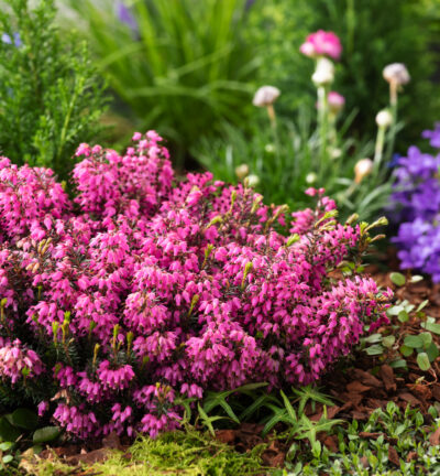 Erica carn. 'Winter ladies Sarah' - Winterheide