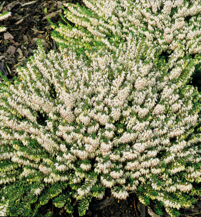 Erica carn. 'Winter ladies Weiss' - Witte winterheide