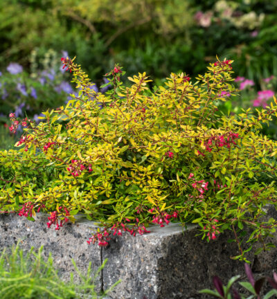 Escallonia hybrid Golden Carpet ('Alcaura'PBR) - Escallonia