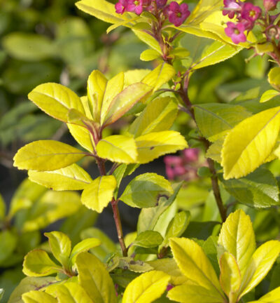 Escallonia laevis 'Gold Ellen' - Escallonia