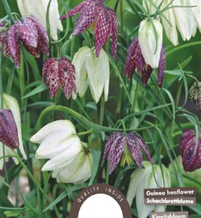 Fritillaria Meleagris - set van 25 bloembollen