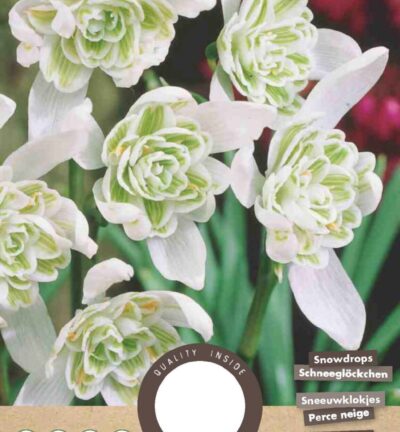 Galanthus nivalis 'Flore Pleno' - set van 7 bloembollen