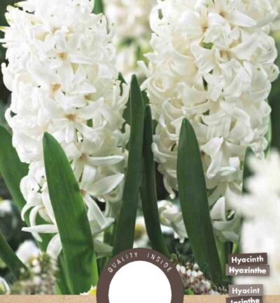 Hyacinth Aiolos White - set van 5 bloembollen