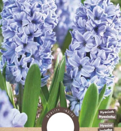 Delfter Blaue Hyazinthe – Set mit 5 Blumenzwiebeln