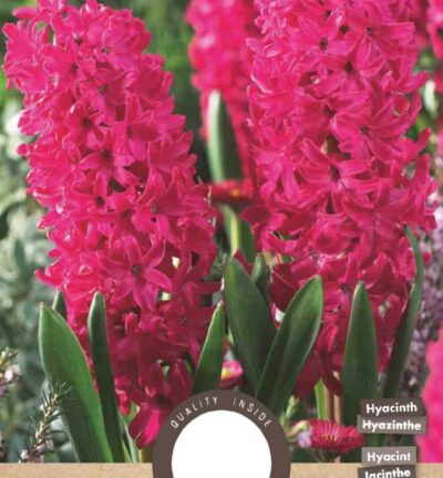 Hyacinth Jan Bos - set van 5 bloembollen