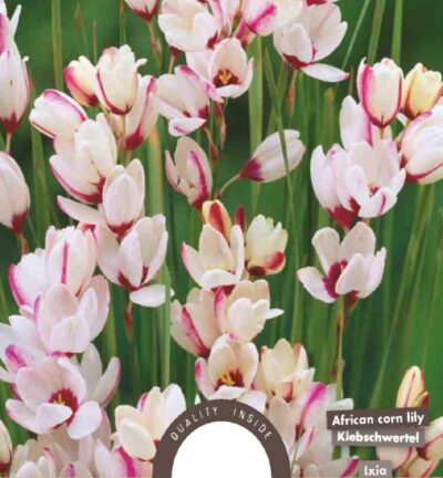 Ixia Spotlight - set van 20 bloembollen