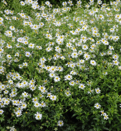 Kalimeris incisa 'Alba' - Zomeraster