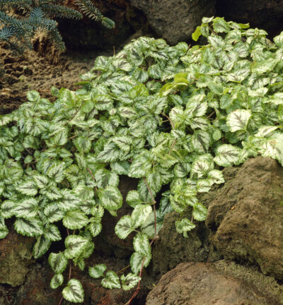 Lamiastrum galeobdolon 'Florentinum' - Gele dovenetel