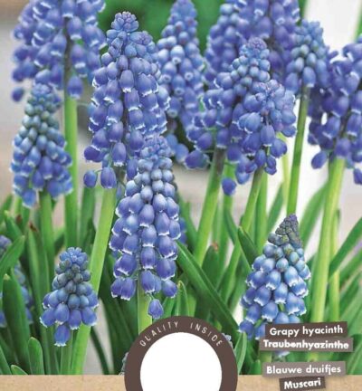 Muscari Armeniacum - set van 25 bloembollen