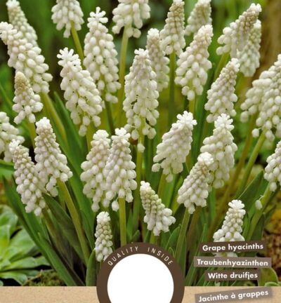 Muscari Botryoides Album - set van 15 bloembollen