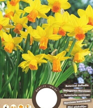 Narcis Botanisch Jetfire - set van 10 bloembollen