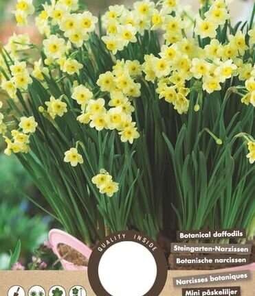 Narzisse Botanischer Zwerg - Set mit 8 Blumenzwiebeln