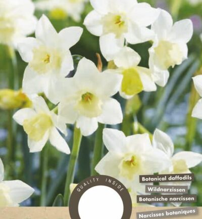Narcis Botanisch Pueblo - set van 5 bloembollen