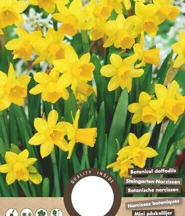 Narcissus Botanical Tete a Tete - Set mit 8 Blumenzwiebeln