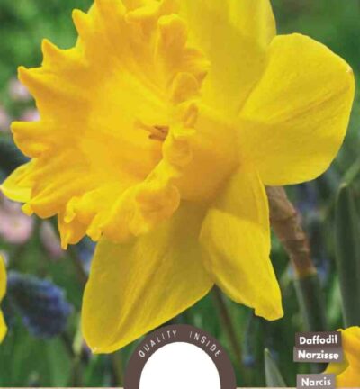 Narcis Grootkronig Dutch Master - set van 5 bloembollen