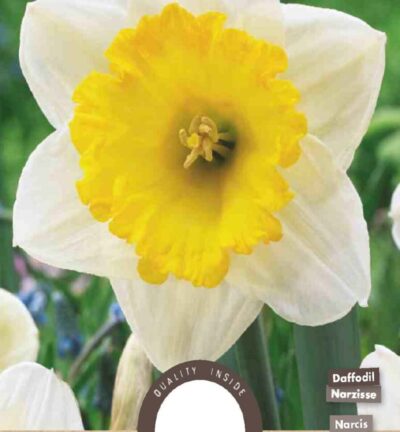 Narcis Grootkronig Ice Follies - set van 5 bloembollen