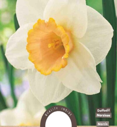 Narcis Grootkronig Salome - set van 5 bloembollen