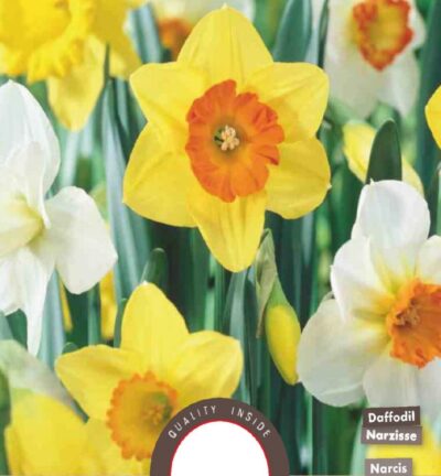 Narcis Grootkronig mixpakket - set van 5 bloembollen