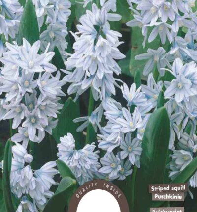 Puschkinia Libanotica - Satz von 30 Zwiebeln