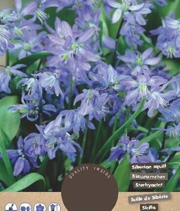 Scilla Siberica (Waldhyazinthe) - Satz mit 15 Zwiebeln