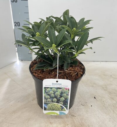 Skimmia japonica 'Godrie's Dwarf Green' - Skimmia