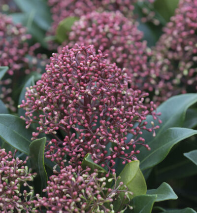 Skimmia japonica Rubesta Cuba - Bloem Skimmia