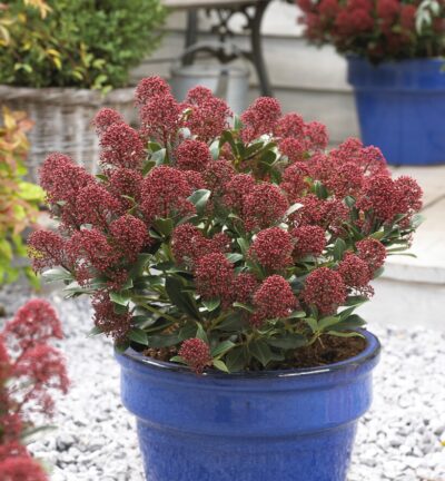 Skimmia jap. Rubesta® Jos (=Moerings 45) - Skimmia