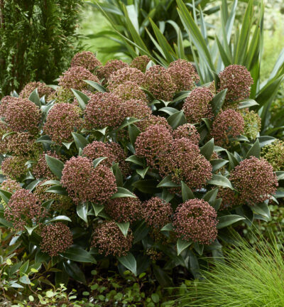 Skimmia japonica 'Godrie's Dwarf' - Skimmia