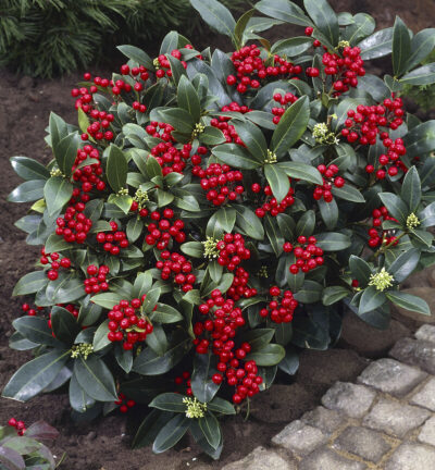 Skimmia japonica Reevesiana - Skimmia