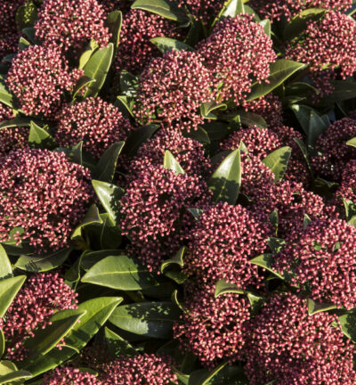 Skimmia japonica 'Rubesta Giant Pink' - Bloem Skimmia