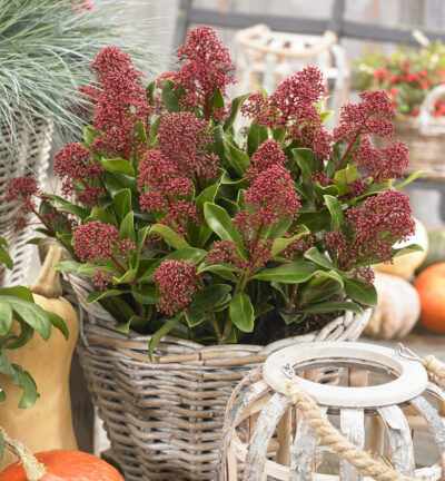 Skimmia japonica 'Rubesta Optima' (='Moeropti') - Skimmia