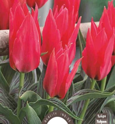 Tulp Greigii Oriental Beauty - Set van 8 bloembollen
