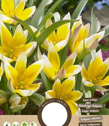 Tulp Tarda Dasystemon - set van 12 bloembollen