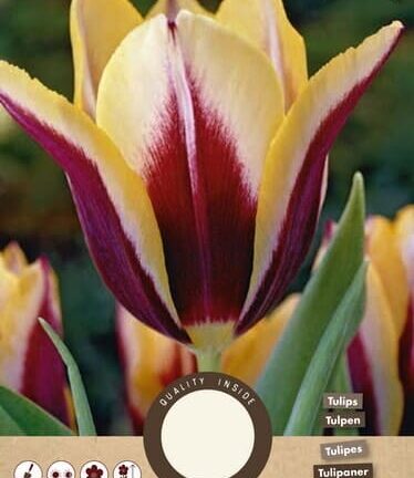 Tulp Triumph Gavota - set van 8 bloembollen