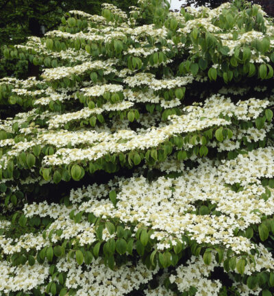 Viburnum plic. 'Mariesii Great Star' - Japanse Sneeuwbal