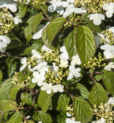 Viburnum plic. Summer Snowflake' - Japanse Sneeuwbal