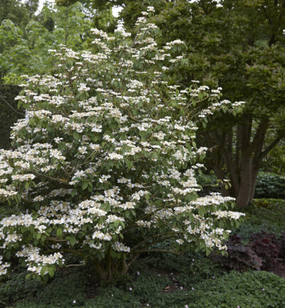 Viburnum plic. 'Tomentosum'  - Japanse Sneeuwbal