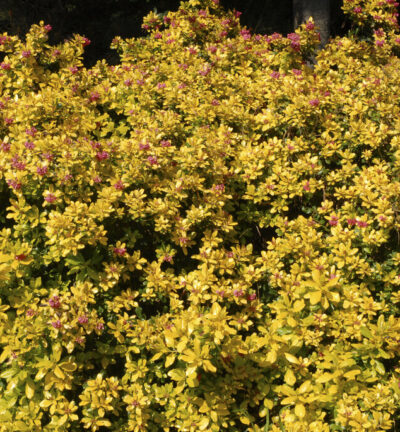 Escallonia laevis 'Gold Ellen' - Escallonia